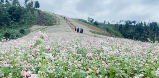 Khu dã ngoại Đồi Gió 