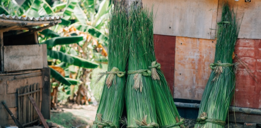 Làng chiếu cói Bàn Thạch