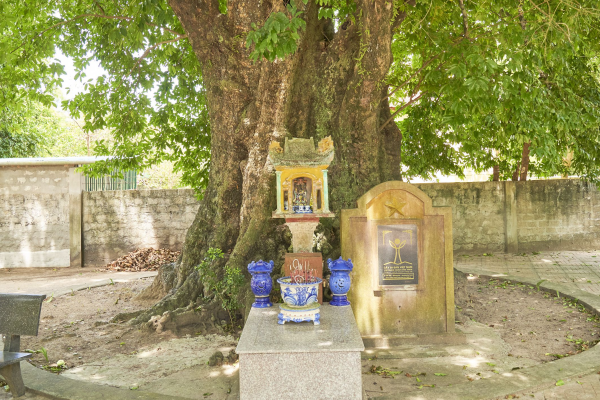5 cây thị cổ