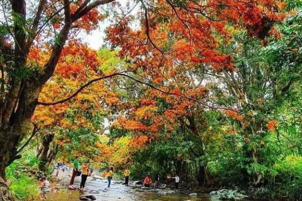 Hoa trang rừng suối Tà Má 
