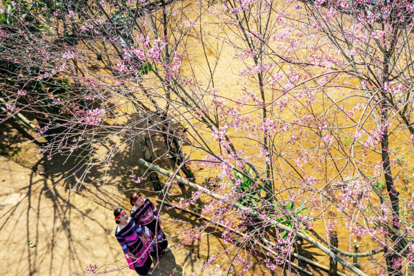 Hoa anh đào Vĩnh Sơn