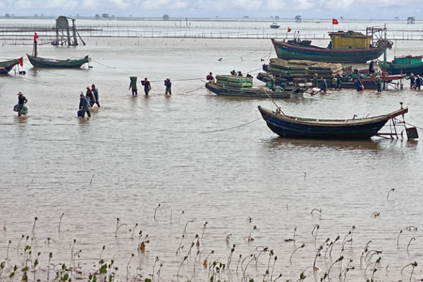 Chòi ngao