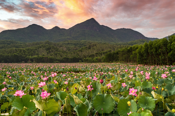 Cánh đồng sen Trà Lý 