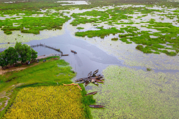 Bãi Sậy sông Đầm