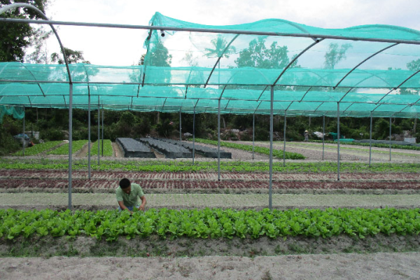 Làng rau sạch Hưng Mỹ