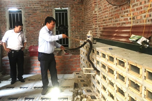 Làng rắn Vĩnh Sơn