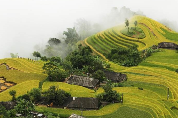 Ruộng bậc thang Bản Phùng