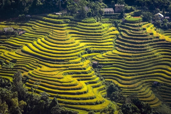 Ruộng bậc thang Thông Nguyên