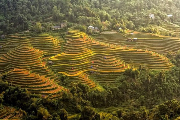 Ruộng bậc thang Nậm Ty