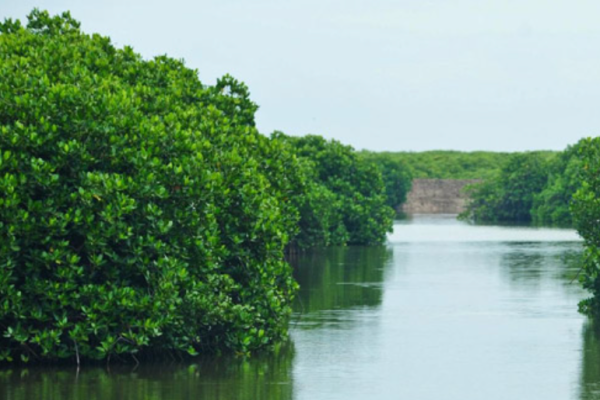 Rừng ngập mặn Phù Long