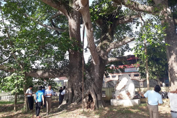 Hang Rú Ẩm và Cây đa làng trù