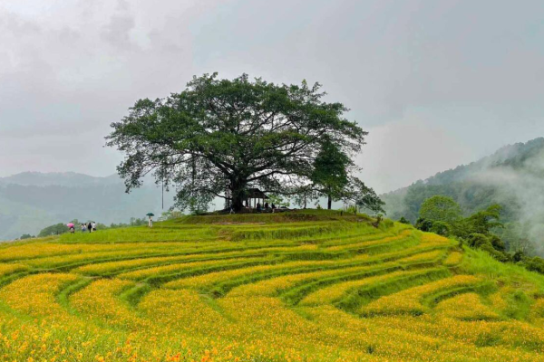 Đồi Hoa Xuân