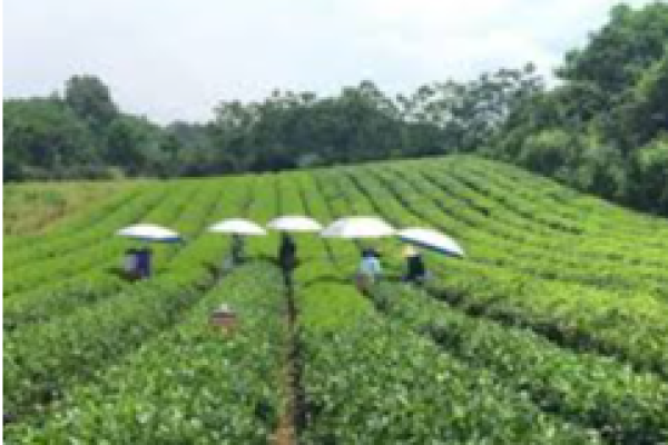 Làng nghề truyền thống chế biến chè búp khô Đá Chông