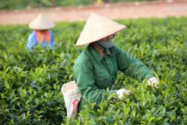 Làng nghề truyền thống chế biến chè Phú Yên