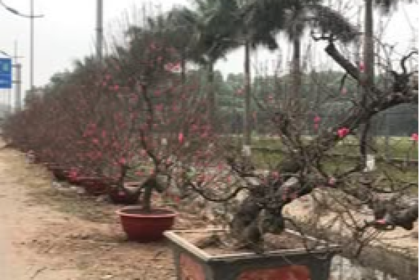 Làng nghề trồng Đào, cây cảnh thôn Đông Thai