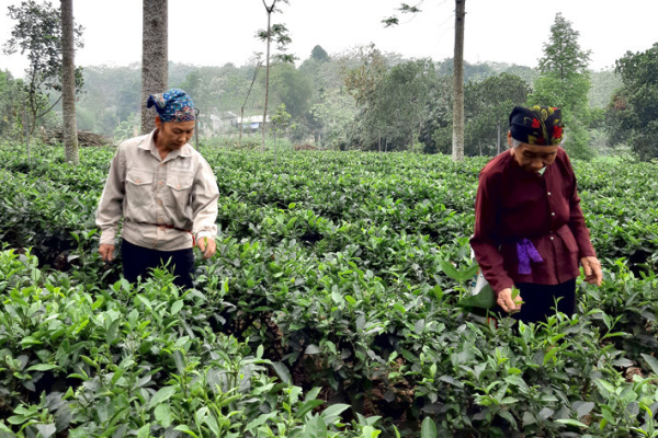 Làng nghề CB chè khô Ba Trại