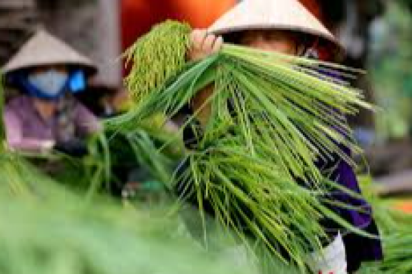 Làng nghề truyền thống cốm Mễ Trì