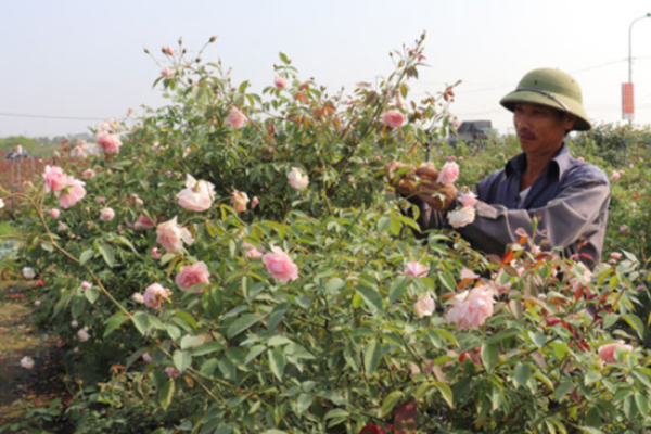 Làng nghề hoa, cây cảnh Hạ Lôi