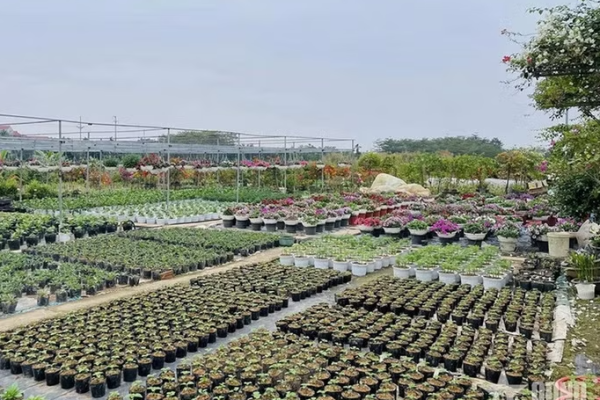 Làng nghề hoa, cây cảnh Tích Giang