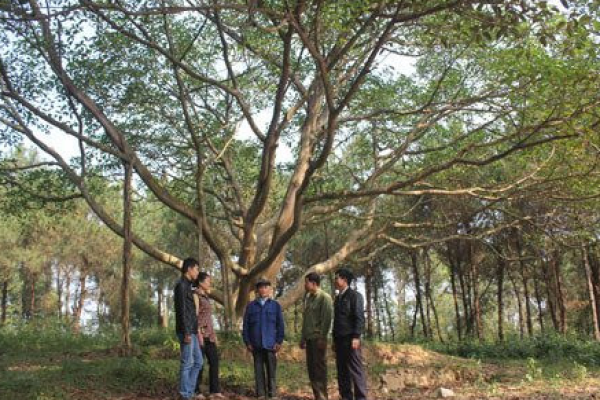 Di tích lưu niệm Đồi cây đón Bác