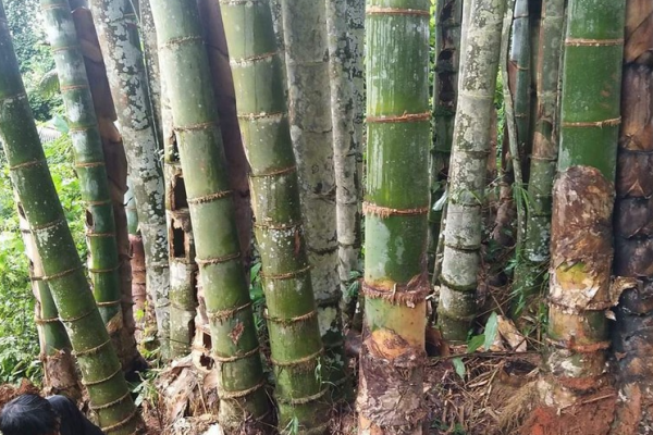 Rừng tre khổng lồ