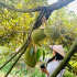 Vườn trái cây Lâm Sơn