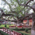 Cây Đa 13 gốc