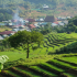 Ruộng bậc thang xã Axan