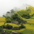 Ruộng bậc thang Bản Phùng