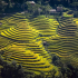 Ruộng bậc thang Thông Nguyên