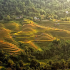 Ruộng bậc thang Nậm Ty