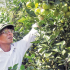 Trang trại cam Đồng Thành
