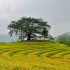 Đồi Hoa Xuân