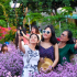 Vườn hoa thạch thảo HND Cẩm Lệ
