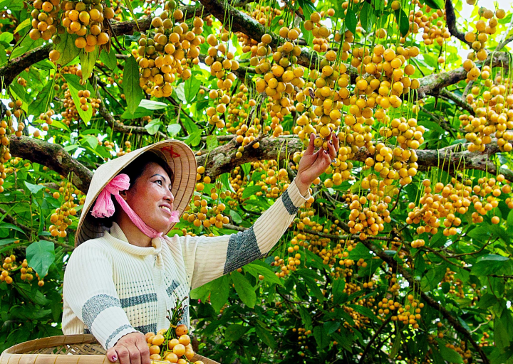 Vườn Dâu Cái Tàu