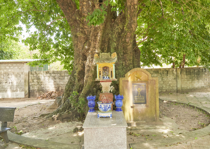 5 cây thị cổ