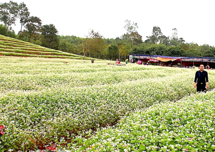 Hoa tam giác mạch 