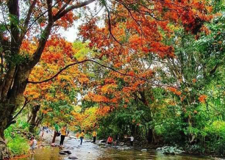 Hoa trang rừng suối Tà Má 