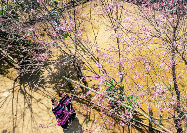 Hoa anh đào Vĩnh Sơn