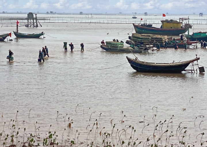 Chòi ngao