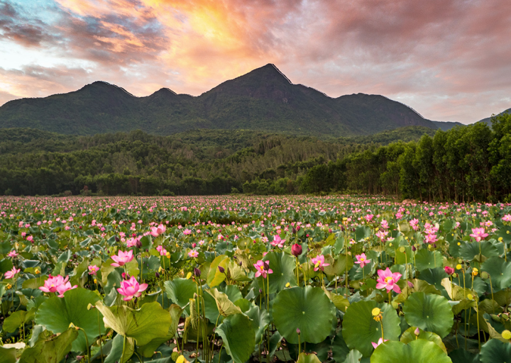 Cánh đồng sen Trà Lý 