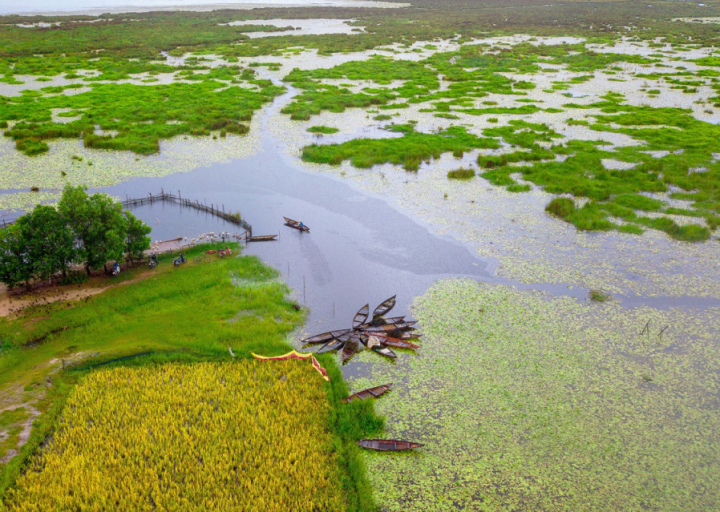 Bãi Sậy sông Đầm