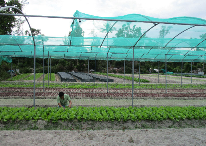 Làng rau sạch Hưng Mỹ