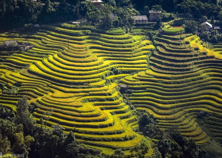 Ruộng bậc thang Thông Nguyên