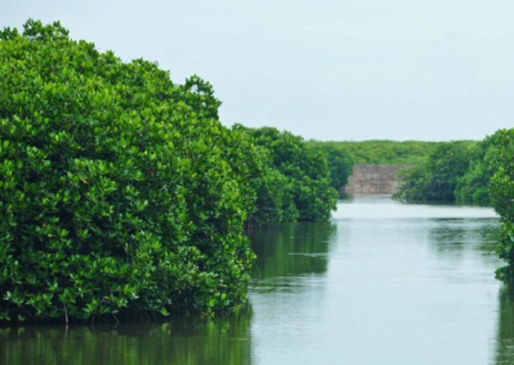 Rừng ngập mặn Phù Long