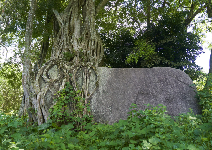 Cây Sanh di sản trên 1000 năm tuổi