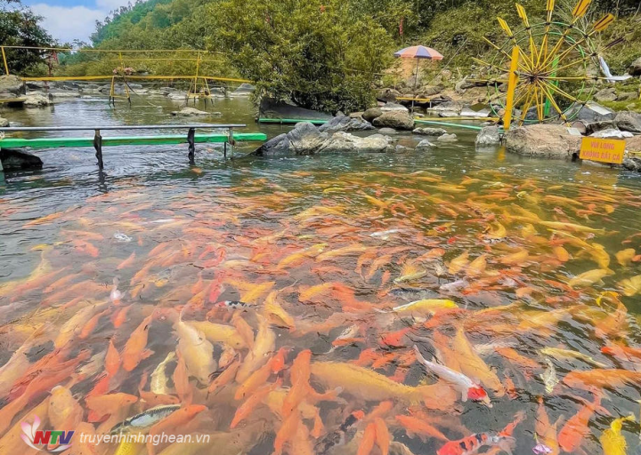 Suối cá khe Tọ