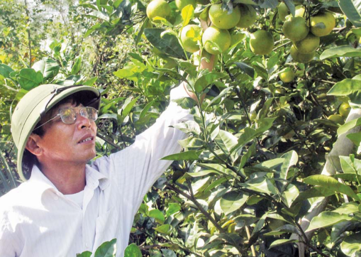 Trang trại cam Đồng Thành