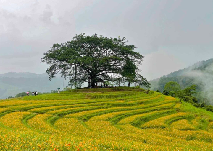 Đồi Hoa Xuân