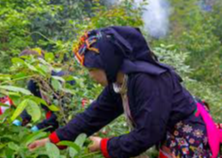 Làng nghề truyền thống thuốc nam dân tộc Dao Yên Sơn